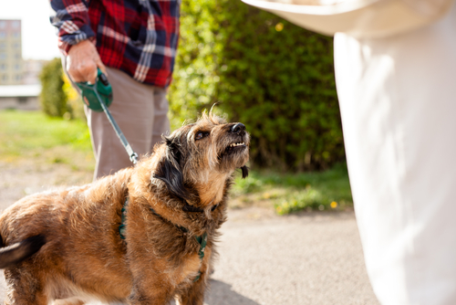 What To Do If Your Dog Bites Someone
