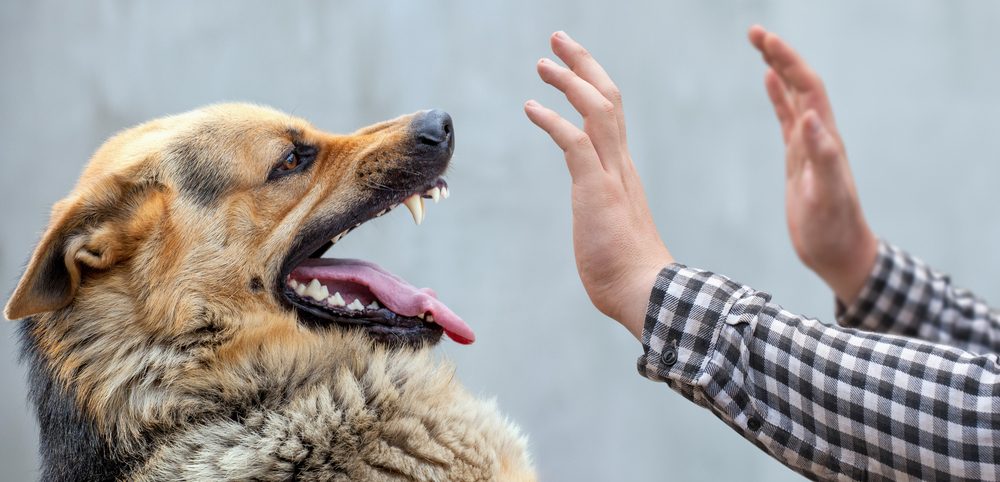 Jersey City Dog Bite Lawyers